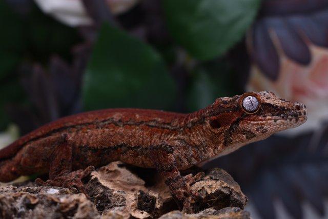 Image 2 of Male Sub Adult Gargoyle Gecko