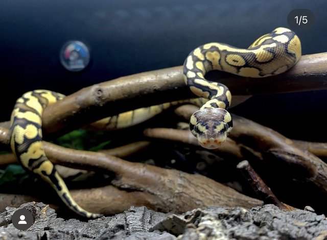 Preview of the first image of Super pastel motley het clown royal python with set up.