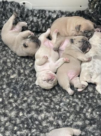 Image 11 of QUALITY TRUE TO TYPE FRENCH BULLDOG PUPPIES