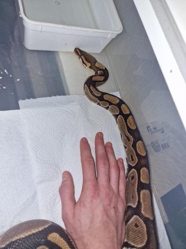 Preview of the first image of Yellow belly het ultramel cb15 proven breeder.
