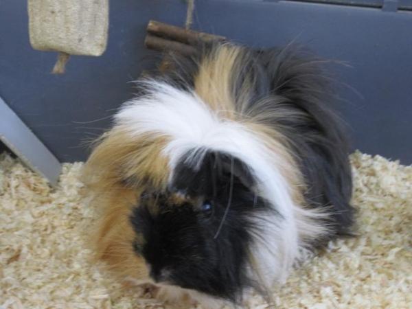 Image 7 of 2 male long haired guinea pigs looking for a new home