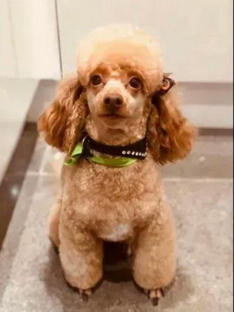 Image 2 of KC REG EXTENSIVELY HEALTH TESTED RED TOY POODLE STUD