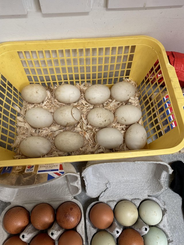 Preview of the first image of Pekin duck eggs for hatching.