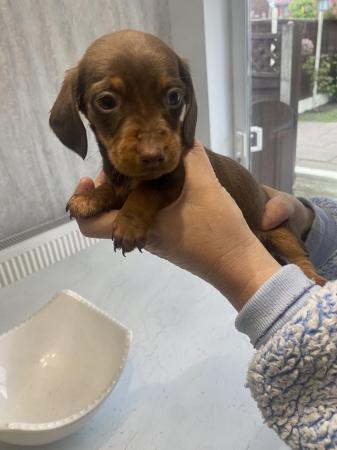 Image 21 of AdorableMiniature dachshunds puppies for sale