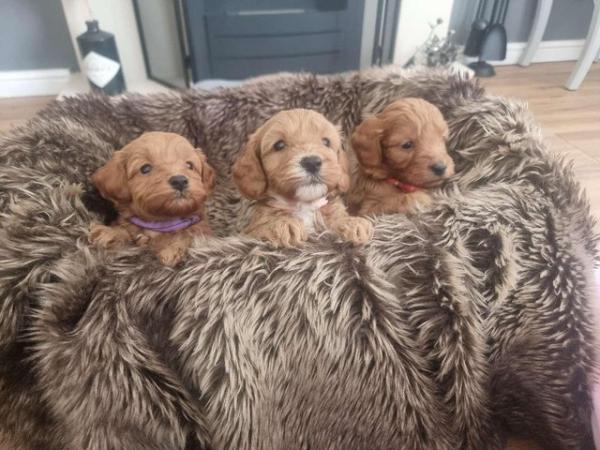 Image 5 of Stunning F2b Toy Cockapoo Puppies - Ready to Leave Friday
