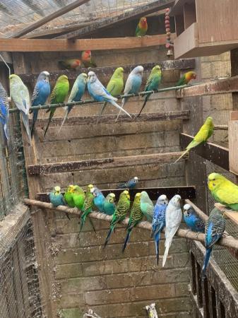 Image 1 of Cute cuddly Tame budgies Peterborough
