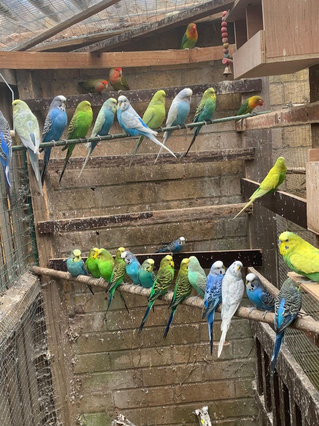Preview of the first image of Cute cuddly Tame budgies Peterborough.
