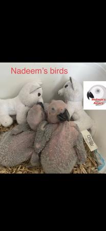 Image 2 of African grey baby for sale