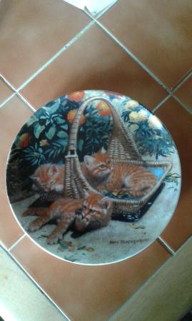 Image 1 of Collectors plate, flower bed, british shorthairs