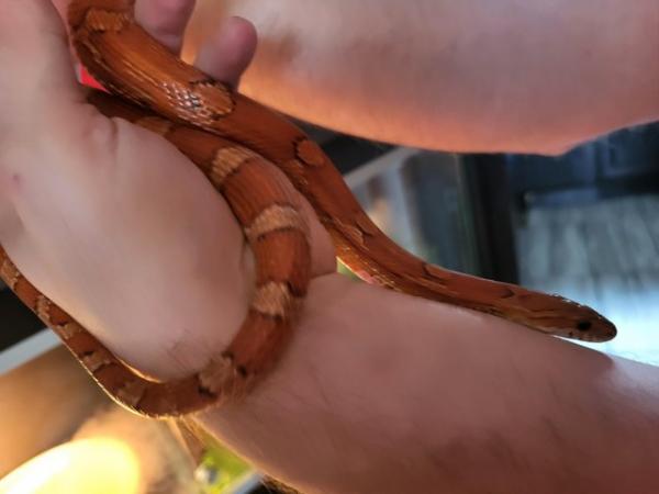 Image 1 of Beautiful corn snake, believed to be male