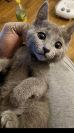 Image 3 of 6 Full pedigree russian blue kittens. GCCF registered.