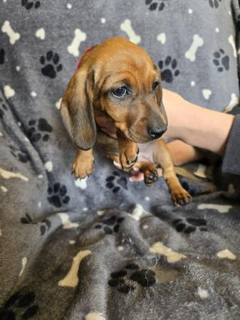 Image 17 of Smooth dachshund puppies ** READY TO LEAVE**