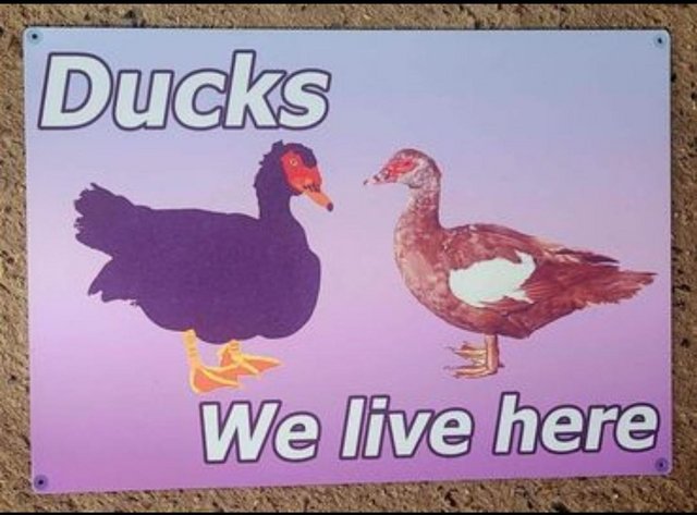 Preview of the first image of Unique one-off metal Duck gate/wall/fence sign.