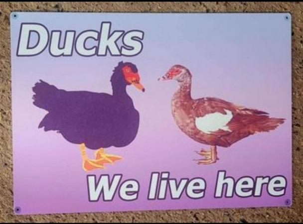 Image 1 of Unique one-off metal Duck gate/wall/fence sign