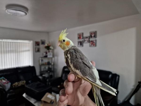 Image 5 of Super hand tamed cockatiel for sale