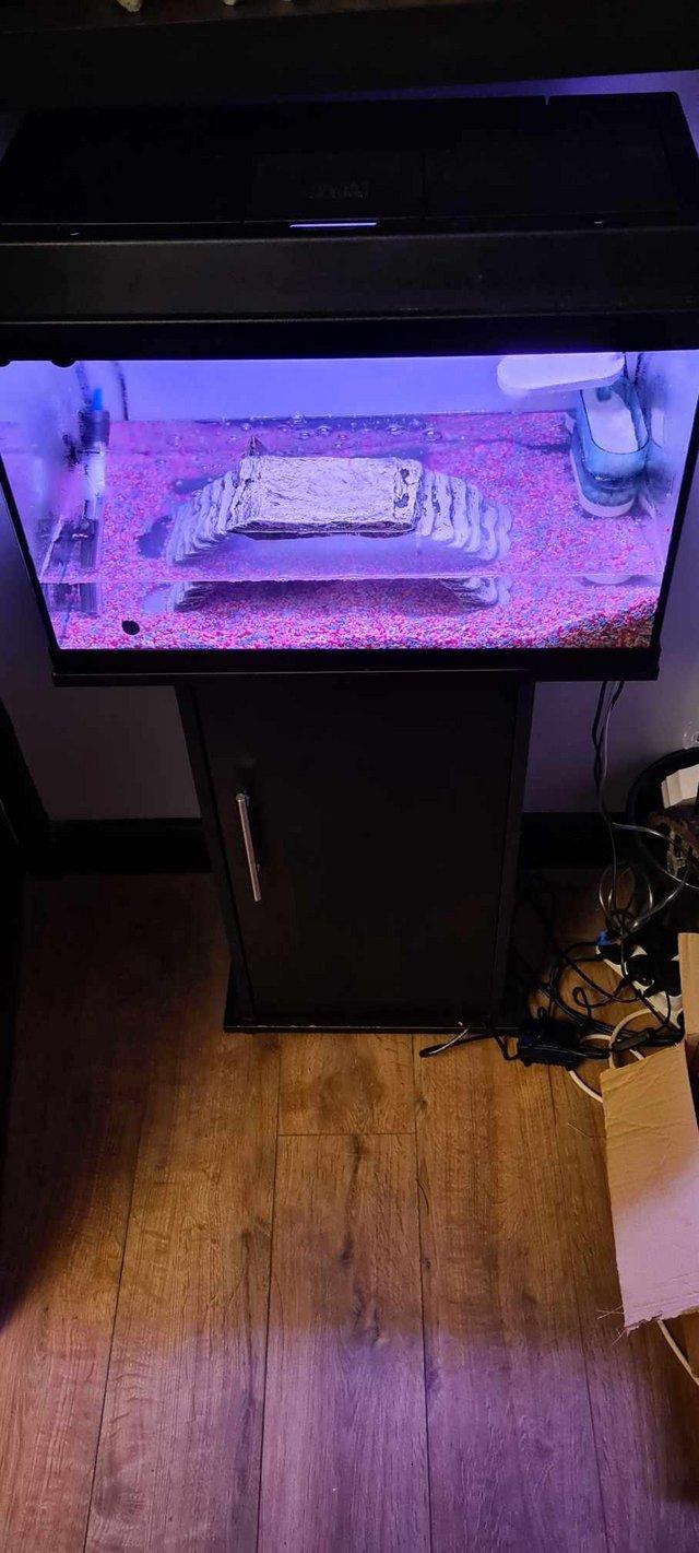 Preview of the first image of 1 year old Musk Turtle with full tank set up.