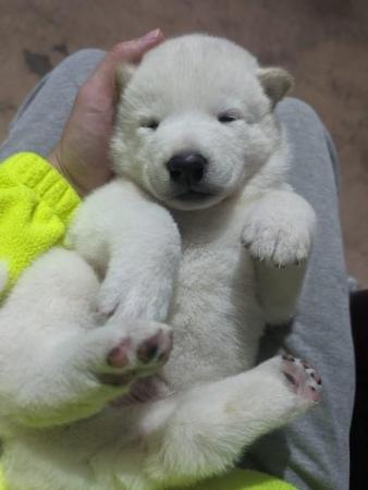 Image 6 of Stunning Husky-Akita puppies ready for new homes now!