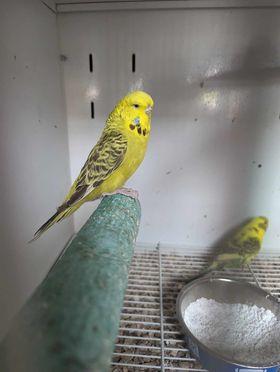 Image 4 of Budgies for sale males and females