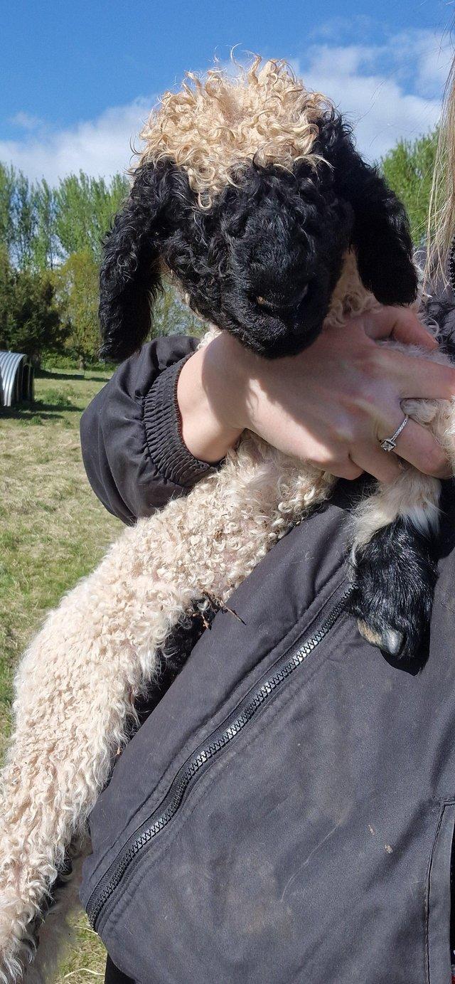 Preview of the first image of Pedigree Valais Blacknose Ewe & Lamb.