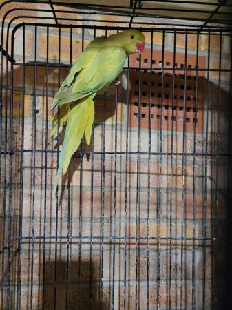 Image 1 of Yellowish Lime Indian Ringneck (Female) With Cage