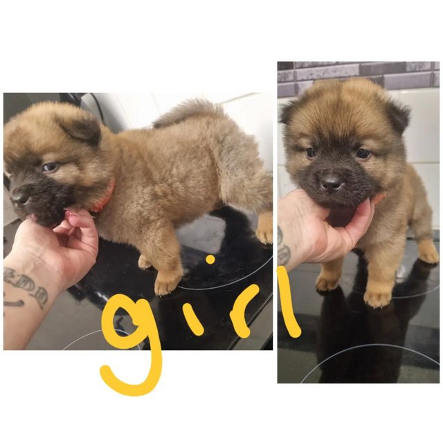 Preview of the first image of Amazing chow chow x pups for sale.