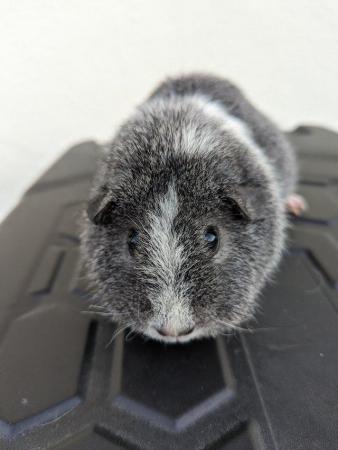 Image 3 of Adult Male and Female Guinea Pigs Available