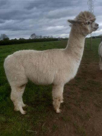 Image 1 of 6 year old white female alpaca for sale .