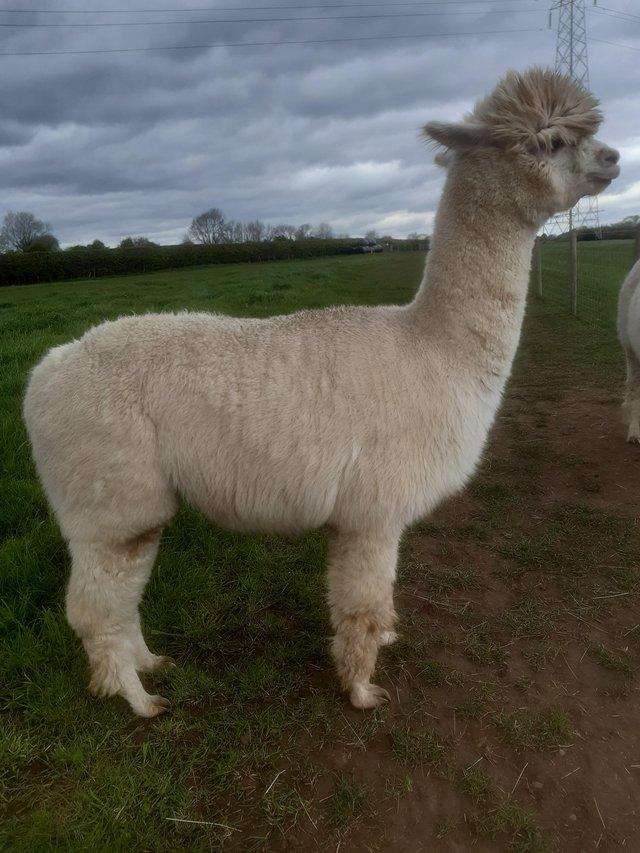 Preview of the first image of 6 year old white female alpaca for sale ..