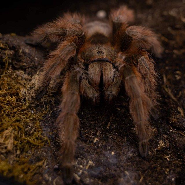 Preview of the first image of Collections of tarantulas bought for cash.