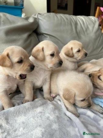 Image 3 of Kc registered well bred Labrador puppies