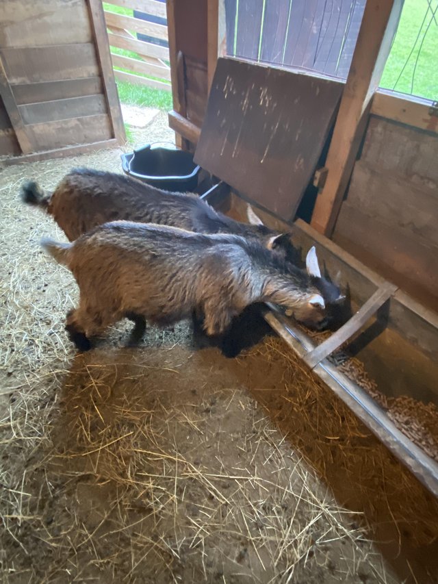 Preview of the first image of Pygmy goats kid s wether13 wks.
