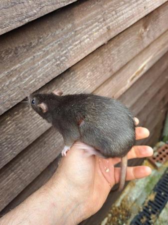 Image 4 of Various Rats and multis Asf for sale