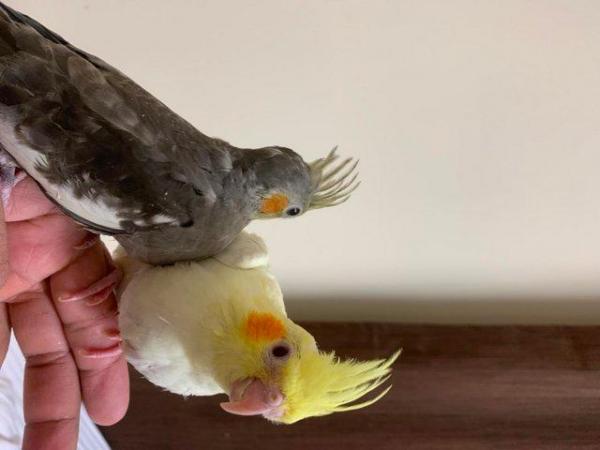 Image 3 of Hand Reared Gorgeous Cockatiel SOLD