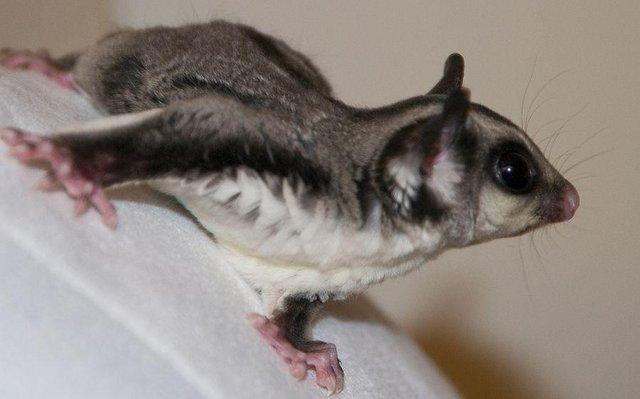 Preview of the first image of baby male sugar gliders in store and ready to go.