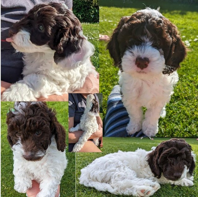 Preview of the first image of TWO Cockapoo F1b puppies DNA Health tested clear parents.