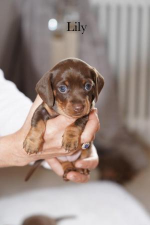 Image 4 of 5 Star KC Reg Chocolate Miniature Dachshund Puppies