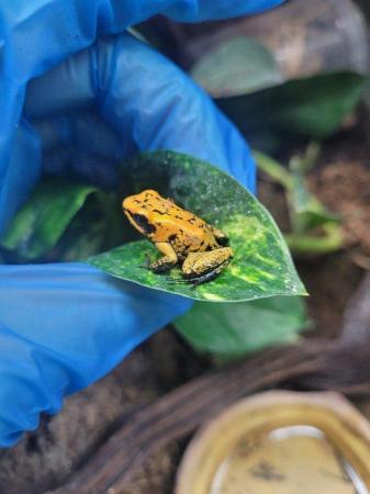 Image 5 of Terribilis Golden Dart Frogs For Sale