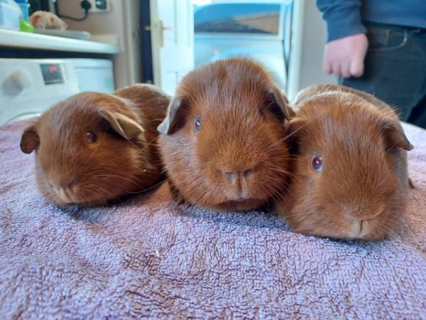 Image 4 of Baby guinea-pigs (Abyssinian and PE Goldens)