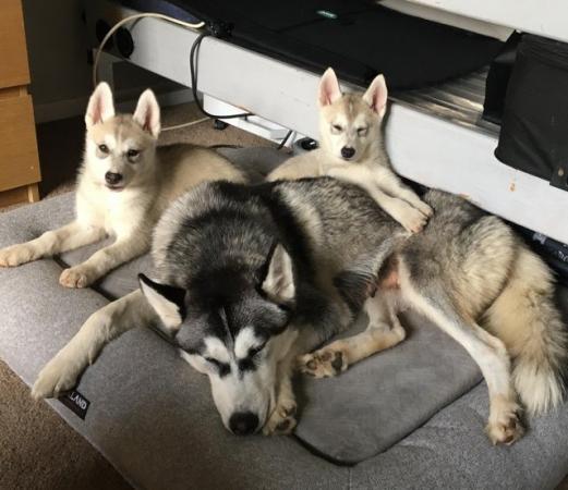 Image 1 of 2 gorgeous female’s left Siberian husky puppies for sale!