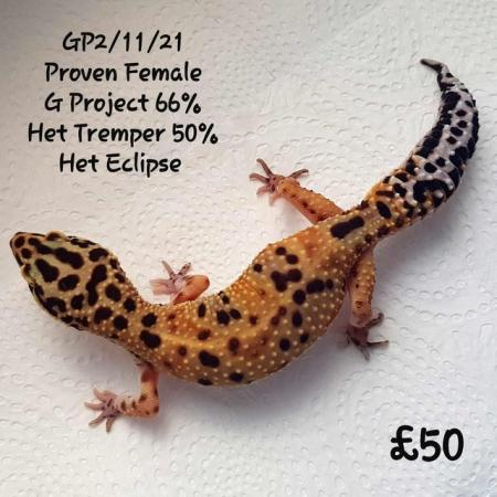 Image 14 of Leopard Geckos Available For New Homes