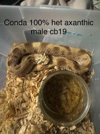 Image 8 of Hognose snake for sale (Collection only)