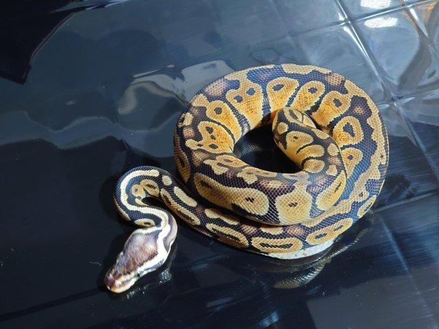 Preview of the first image of Royals python pastel yellow belly.