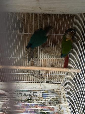 Image 4 of Male adult green cheek conures available