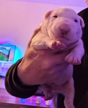 Image 2 of English bull terrier puppies ! Kc Registered