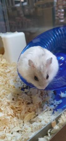 Image 5 of Winter White Dwarf Hamsters available
