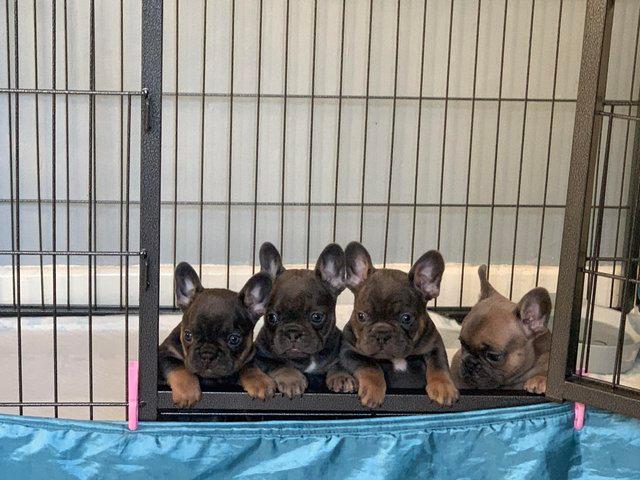Preview of the first image of 4 French bulldog puppies ready to leave now.