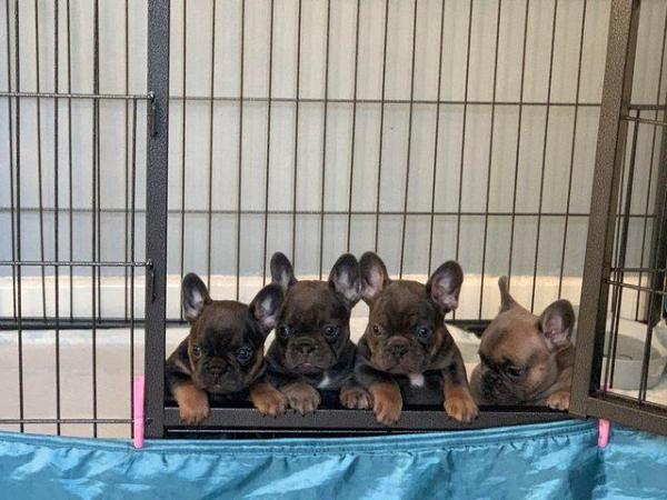 Image 1 of 4 French bulldog puppies ready to leave now
