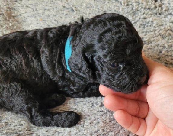 Image 4 of F1b Cockapoo puppies for sale