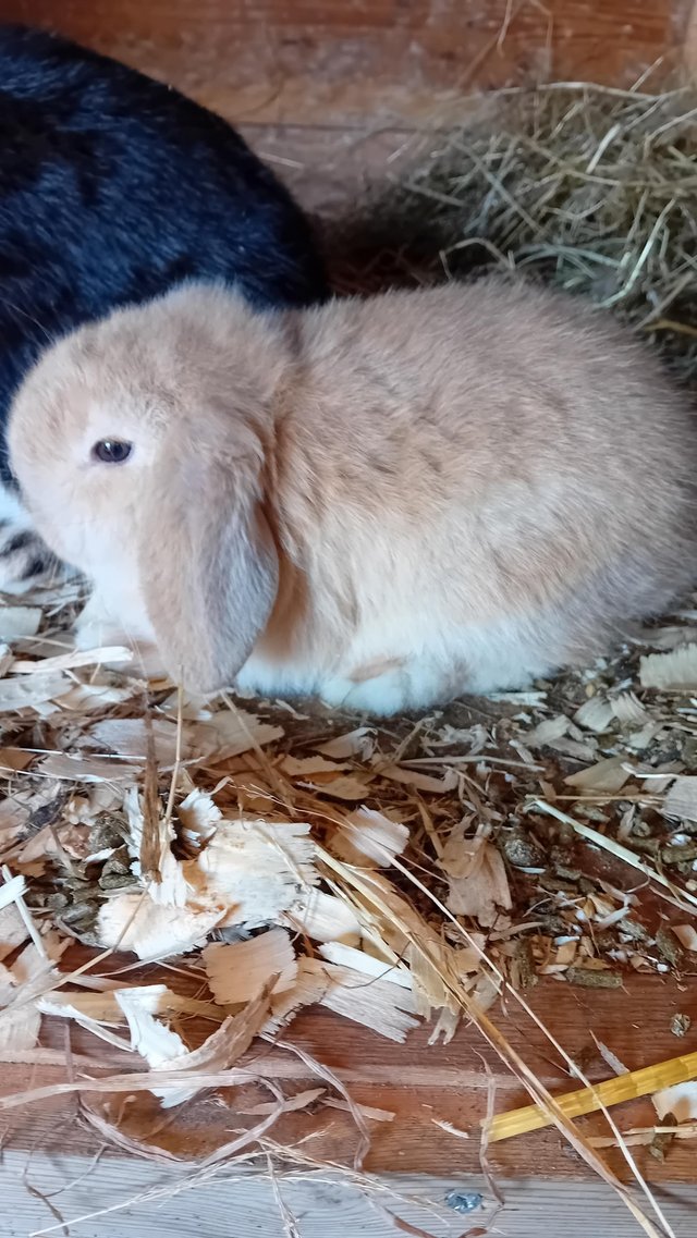 Preview of the first image of Pure bred mini lop boy for sale.