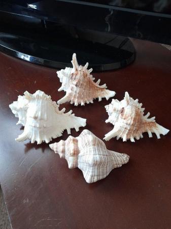 Image 2 of Four lovely real conch shells